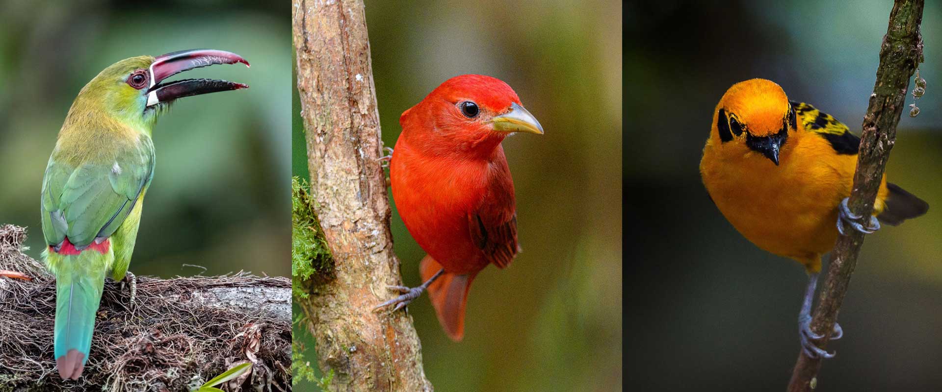 Welcome - San Felipe Birding